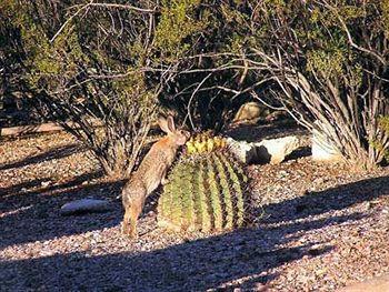 Cactus Cove Frühstückspension